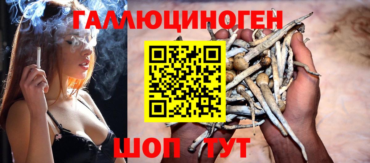 Дивногорск  Псилоцибиновые грибы Psilocybe  Вход с VPN 